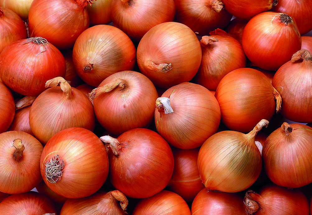 Oignons jaunes hollandais export — calibres 35-105 mm, conteneurs 29 tonnes, conditionnements 1 à 25 kg