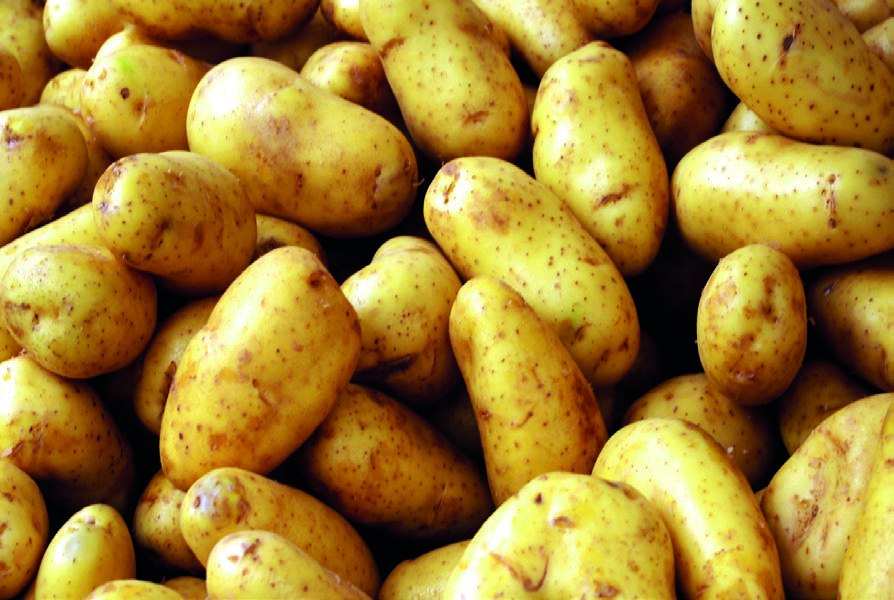 Pommes de terre hollandaises export — calibres 40+, 55+, 60+, 65+ mm, conditionnements 2,5 à 25 kg